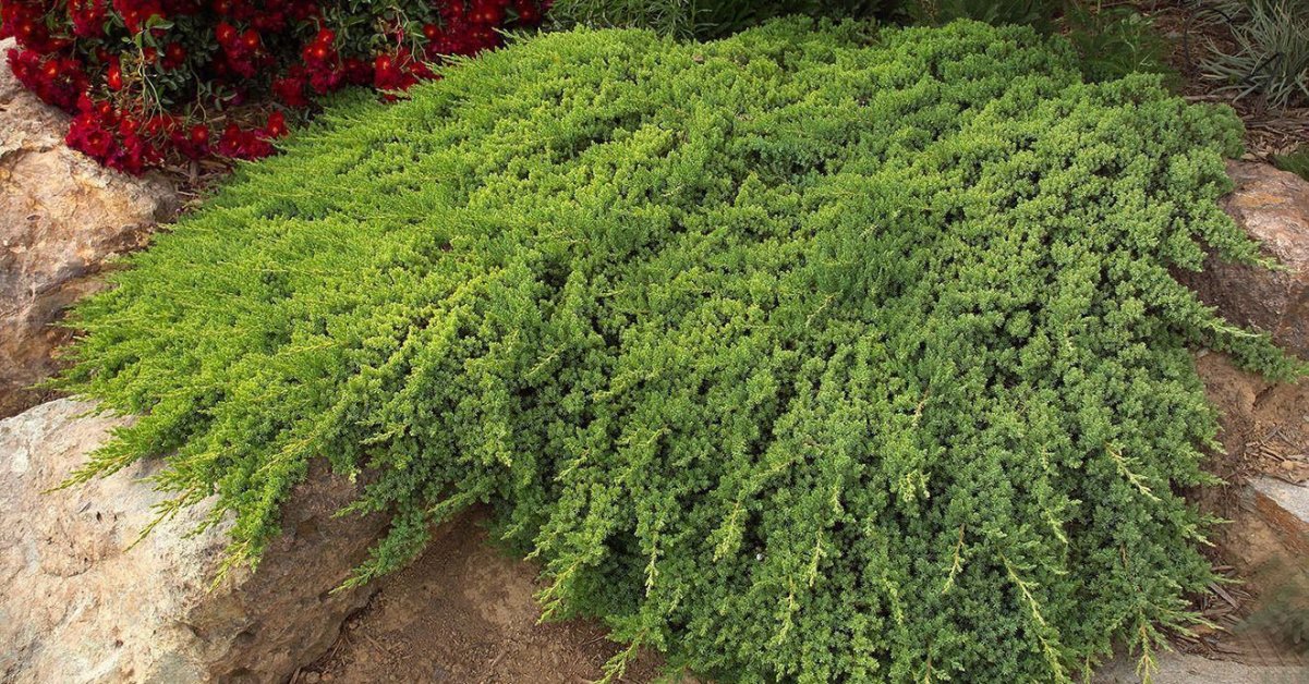 Можжевельник казацкий Вариегата (Juniperus sabina Variegata) - описание и фото растения